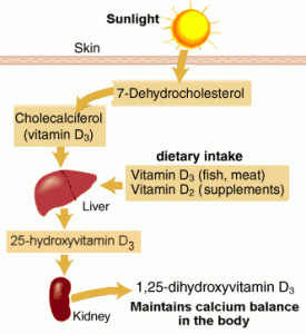 vitamin-D-metabolism-275x300