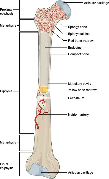 bone marrow long bone