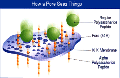 How a Pore Sees Things