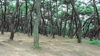 korean pine trees