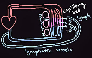 lymphatic vessels
