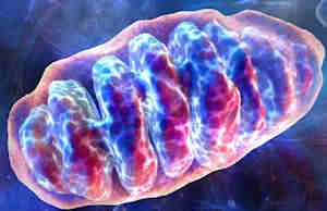 Mitochondria - source of energy