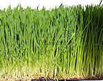 oat grass in green powder superdrink