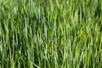 oat grass