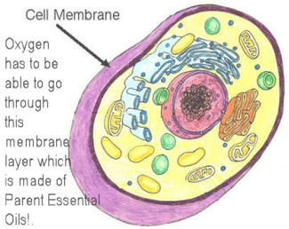 oxygen has to go through cell membranes