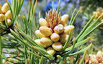 pine pollen herb in green powder superdrink