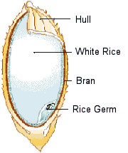 Rice Kernel
