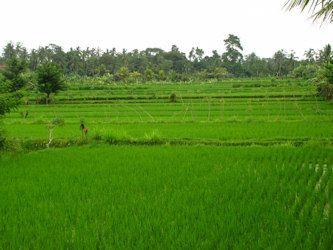 rice fields Thailand from which Mitotrol comes