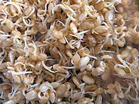Organic Sprouted Rice